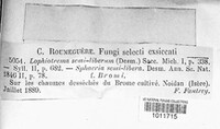 Lophiostoma semiliberum image